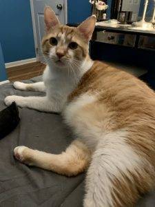 Tormund - Adorable Orange Tabby Cat For Adoption In Columbus Ohio