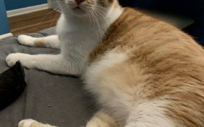Adorable orange tabby cat for adoption in columbus ohio – supplies included – adopt tormund