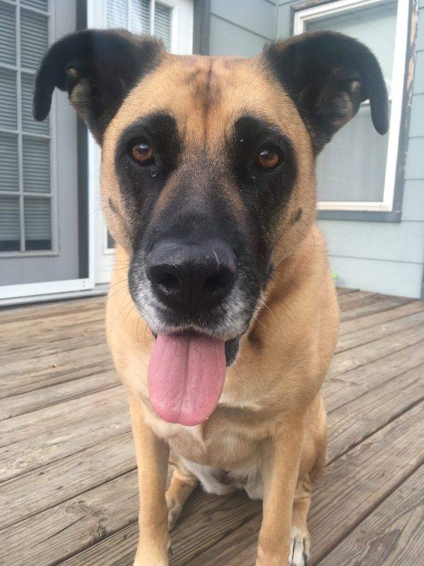 Boxer German Shepherd Mix Dog For Private Adoption Denver CO
