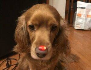 Border Collie Dog For Adoption Photo American cocker spaniel adopt brockville on