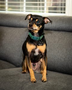 chihuahua dog for adoption in frisco texas Photo Reese, a black and tan Chihuahua dog for adoption in Frisco Texas