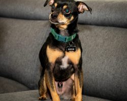 Reese, a black and tan chihuahua dog for adoption in frisco texas