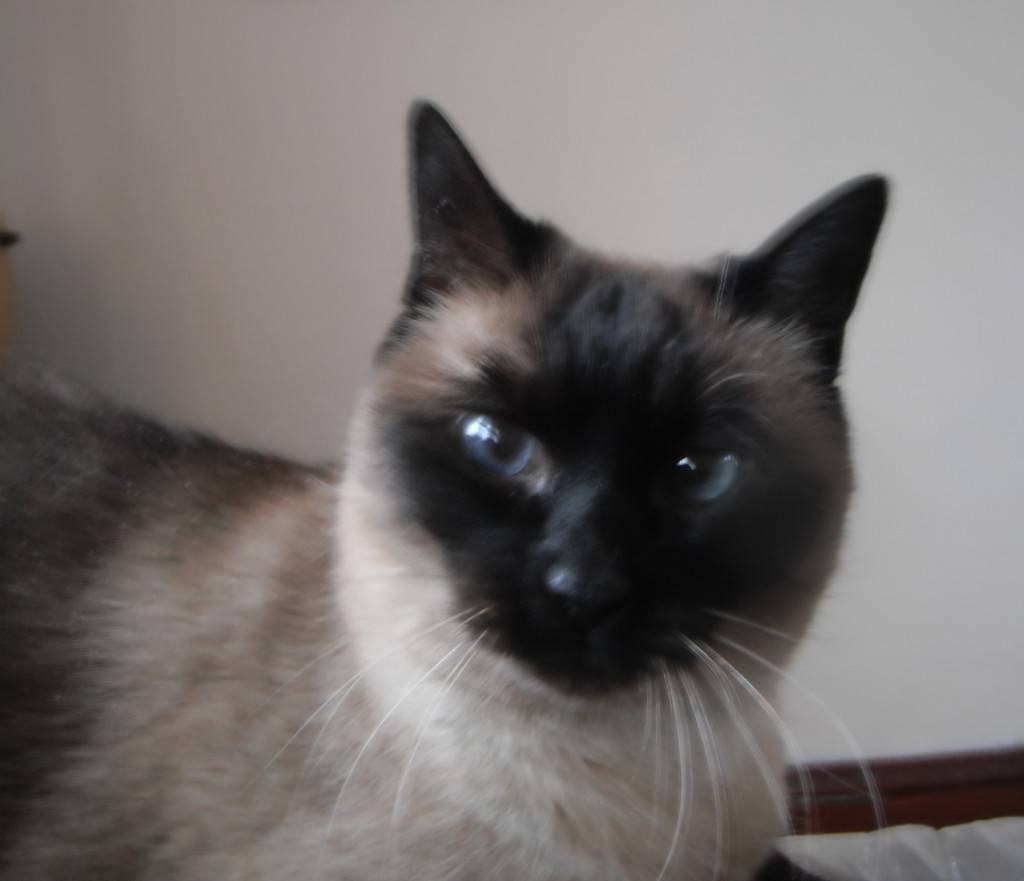 Siamese Cat Rehoming Massachusetts