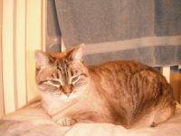 Siamese Cat Rehoming Massachusetts
