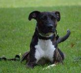 Boxer Catalhoula Mix For Rehoming in Nashville