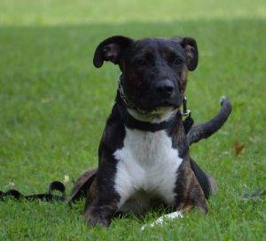 Boxer Catalhoula Mix For Rehoming in Nashville