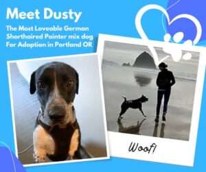 1 amazing german shorthaired pointer mix dog for adoption in portland oregon or – meet dusty