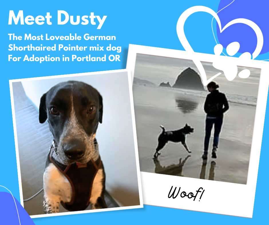 meet dusty, german shorthaired pointer mix dog for adoption in portland oregon