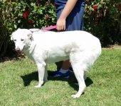 Daisy Duke - Sacramento CA - Anatolian Shepherd Dog For Adoption 2