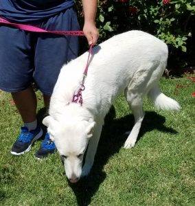 Daisy duke - sacramento ca - anatolian shepherd dog for adoption 2