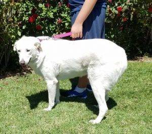 Sacramento ca – anatolian shepherd dog for adoption with supplies – adopt daisy duke today!