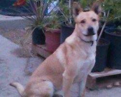 Photo Daisy german shepherd mix dog houston