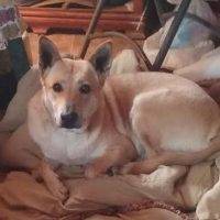Daisy German Shepherd Mix Dog Houston 4