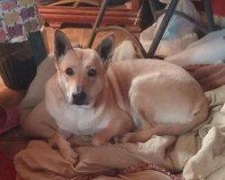 Photo Daisy german shepherd mix dog houston 4