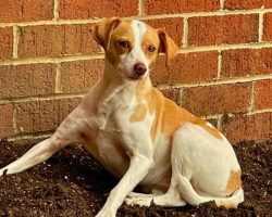 Photo Daisy Jack Russell Terrier For Adoption In Philadelphia PA