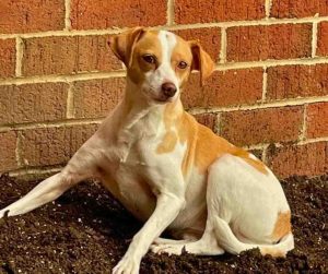 Daisy Jack Russell Terrier for Adoption in Philadelphia PA