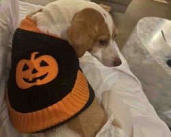 Photo Daisy Jack Russell Terrier For Adoption In Philadelphia PA