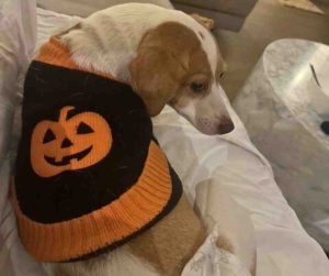 Daisy Jack Russell Terrier for Adoption in Philadelphia PA