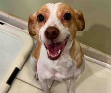Adorable Jack Russell Terrier Dog For Adoption In Philadelphia PA – Meet Daisy