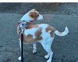 Photo Daisy Jack Russell Terrier For Adoption In Philadelphia PA