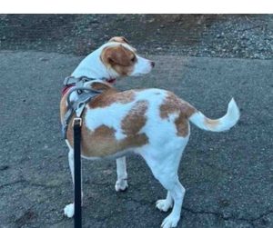 Daisy Jack Russell Terrier for Adoption in Philadelphia PA