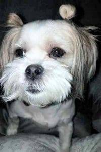 Columbus oh – maltese shih-tzu (malshi) dog for private adoption – adopt daisy today
