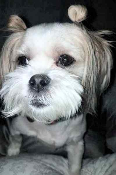 Daisy - Maltese Shih Tzu Mix Malshi Dog For Private Adoption in Columbus Ohio 1