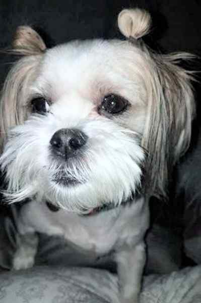 shih tzu mix for adoption