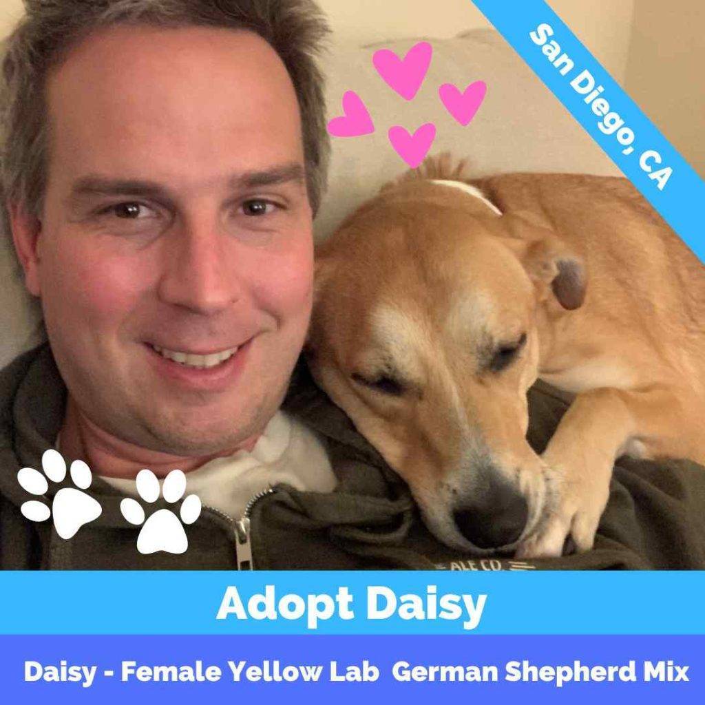 German shepherd yellow labrador retriever mix dog for adoption in san diego, ca – supplies included – adopt daisy