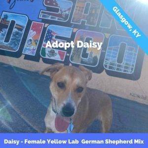 German shepherd yellow labrador retriever mix dog for adoption in san diego, ca – supplies included – adopt daisy