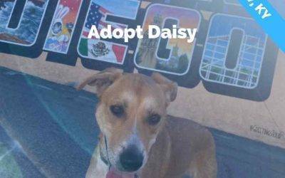 German Shepherd Yellow Labrador Retriever Mix Dog for Adoption in San Diego, CA – Supplies Included – Adopt Daisy