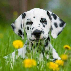 dalmatian dog in flowers