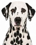 Dalmatian large dog breed portrait for adoption and rehoming