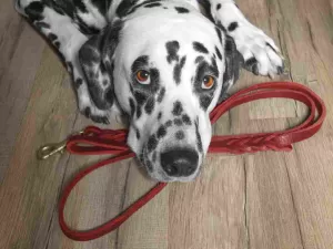 Dalmation not having his exercise needs met - one reason why rehoming a pet is necessary.