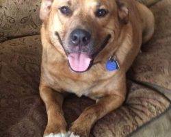 Dalton - cute mutt for adoption 2