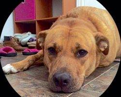 Dalton - cute mutt for adoption 2