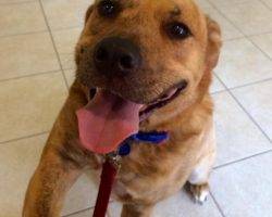Dalton - cute mutt for adoption 2