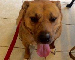 Dalton - cute mutt for adoption 2