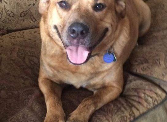 alton - Cute Mutt For Adoption
