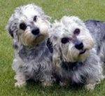 Dandie dinmont terrier dog breed