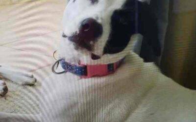 Australian Shepherd Mix Dog For Adoption Denver CO – Adopt Darley