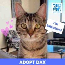 Dax Brown Tabby Cat Adoption Edmonton AB