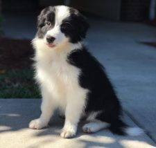 ADOPTED – Adorable Debbie – 3 MO Female Purebred Border Collie Puppy – Tampa, Florida