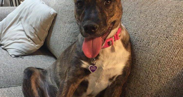 Demi - Basenji Blue Heeler Mix For Adoption in Aurora CO 3