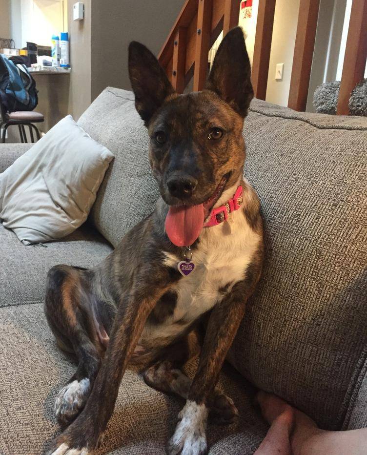 Rehomed – demi – brindle dutch shepherd mix puppy aurora co