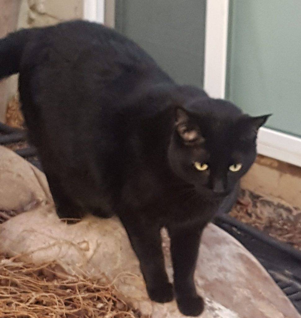 Adorable black cat for adoption in denver co