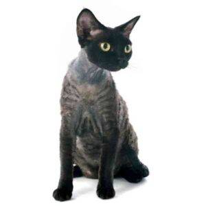 Devon Rex Hypoallergenic Cat For Adoption