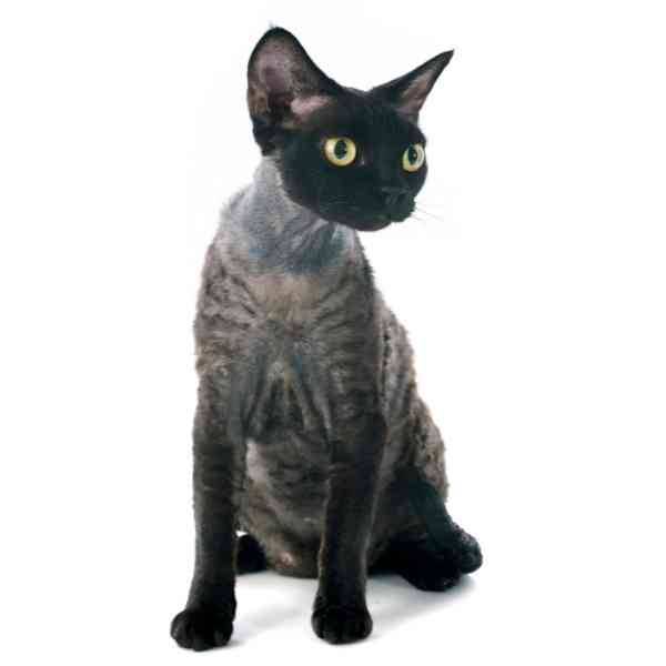 Find Hypoallergenic Cats for Adoption Near You AllergyFriendly Cat