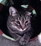 Handsome Leash Trained Bengal Mix Cat, 2, For Adoption to Only Pet Home Lansdale PA – Adopt Dexter Today