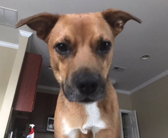 Dexter german shepherd pitbull mix dog for adoption newport news va